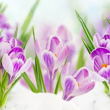 Схема вышивки «Весенние крокусы»