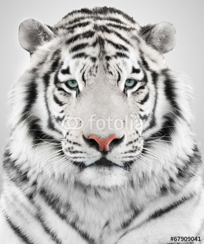 тигр - звери, тигр, животные - оригинал