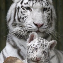 Схема вышивки «белая тигрица с тигрнком»