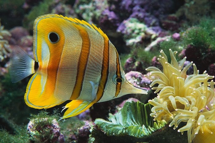 Желтая рыбка - рыбка, подводный мир - оригинал