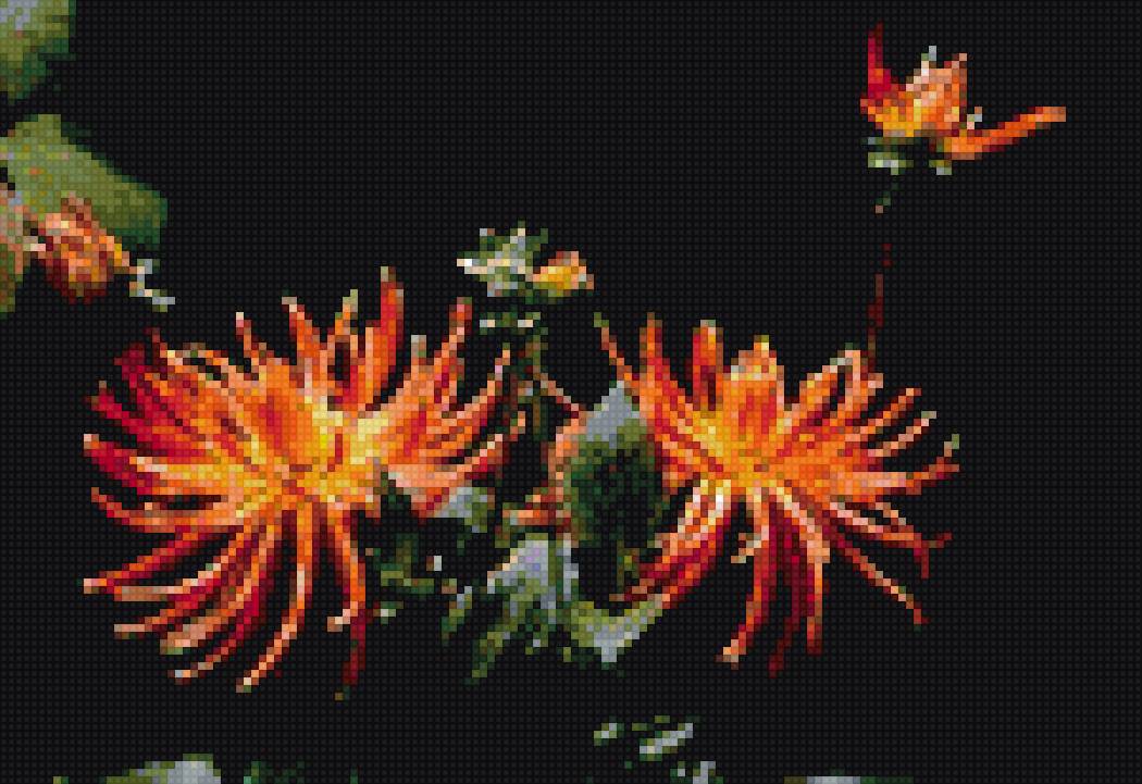 георгины - цветы - предпросмотр