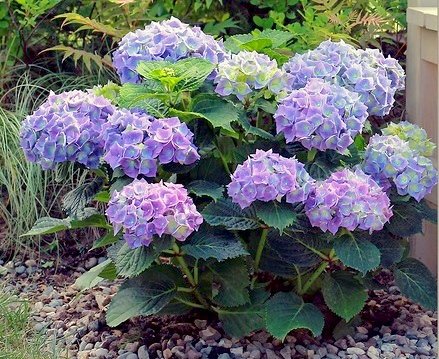 гортензия голубая - цветы - оригинал