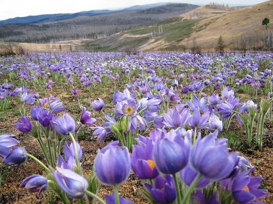 сон-трава у подножия гор - пейзаж, горы, цветы - оригинал