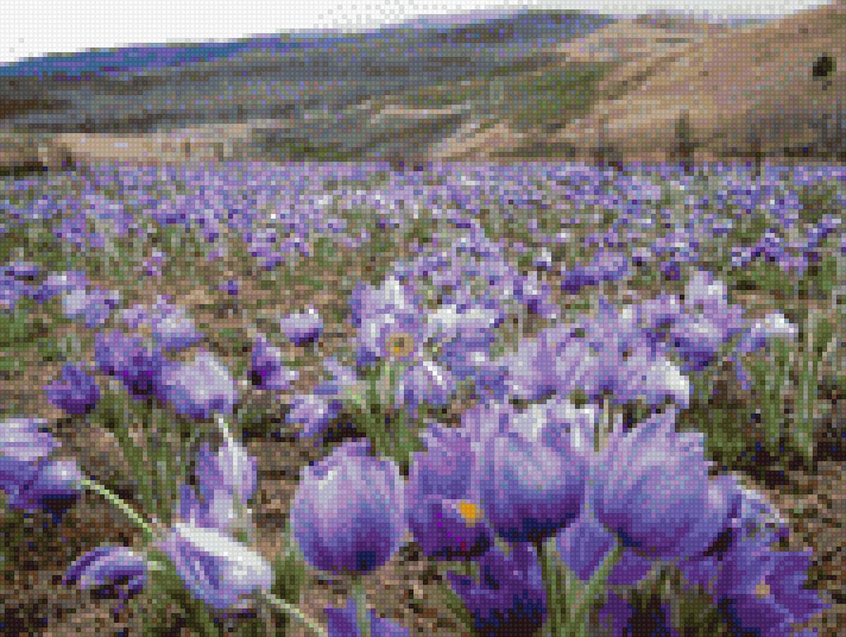 сон-трава у подножия гор - цветы, горы, пейзаж - предпросмотр