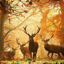 Схема вышивки «Олени в лесу»