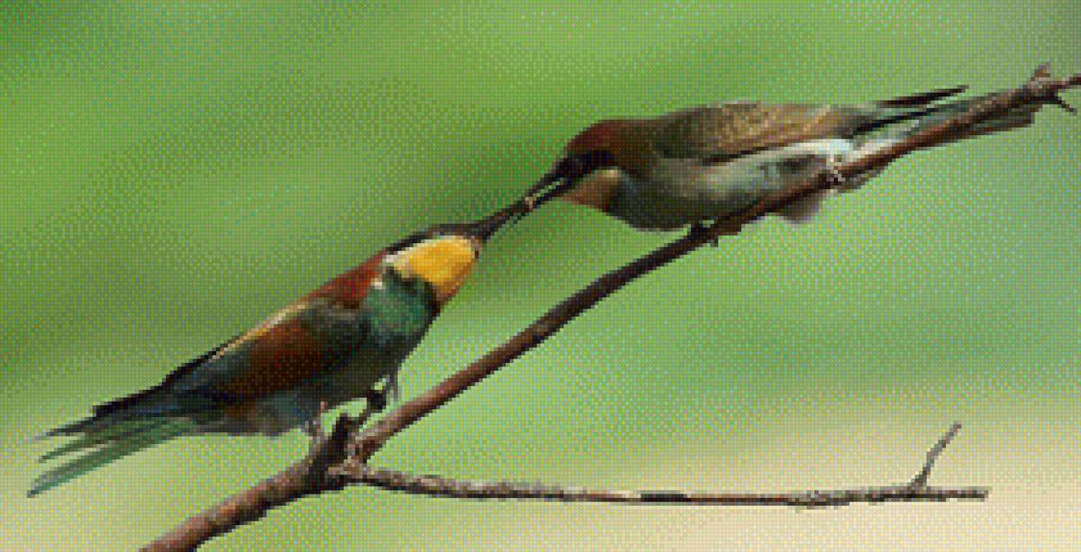 Птички - птицы, ветка, лето - предпросмотр