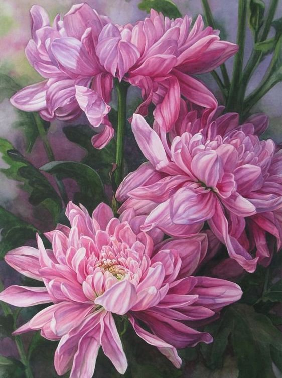 Хризантемы - хризантемы, цветы - оригинал