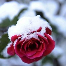 Схема вышивки «роза в снегу»