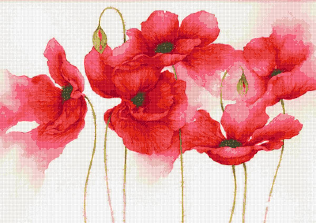 маки3 - маки, цветы - предпросмотр