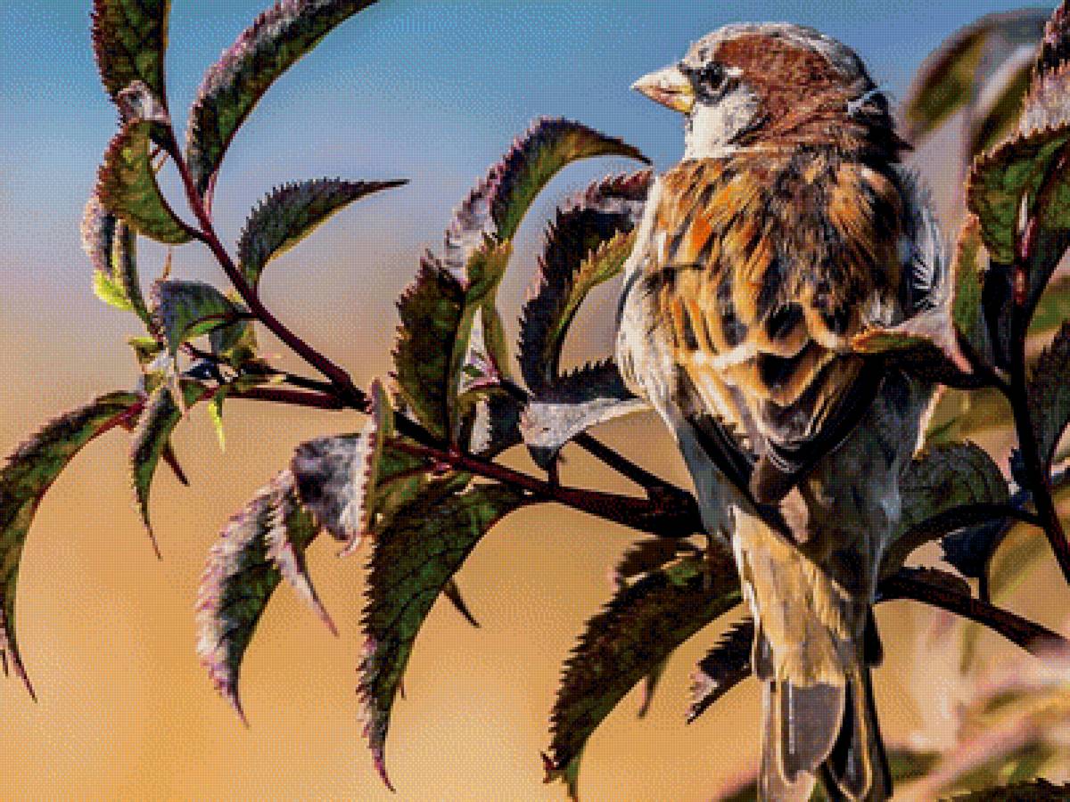 птицы - фауна - предпросмотр