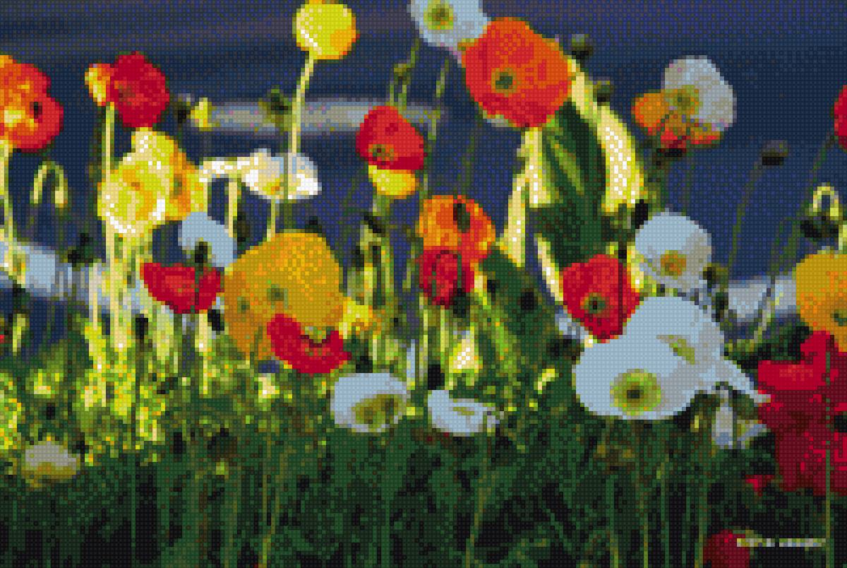 разноцветные маки - цветы, маки - предпросмотр