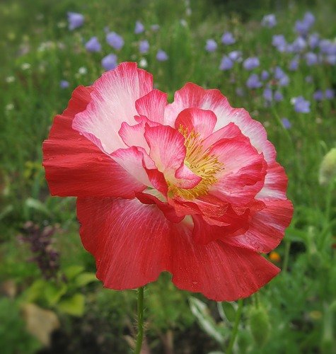 мак - маки, цветы - оригинал