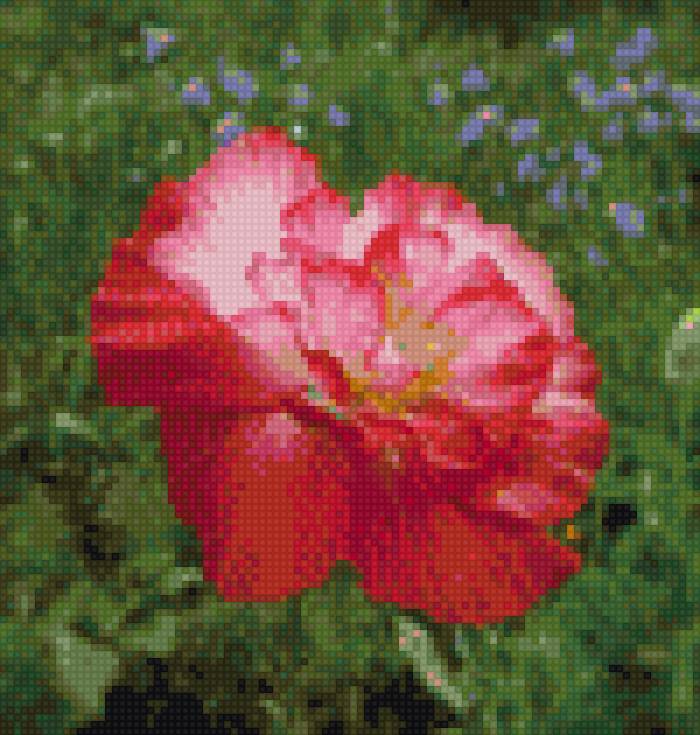 мак - цветы, маки - предпросмотр