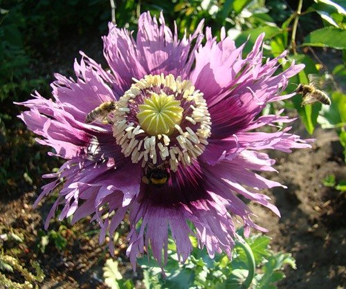 сиреневый мак - маки, цветы - оригинал