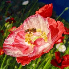 Схема вышивки «бело-розовый мак»