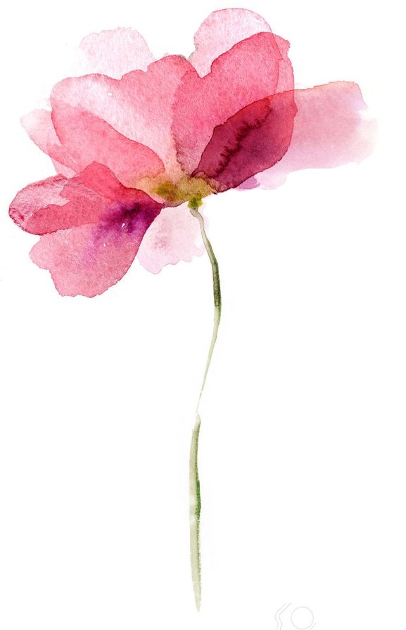 Акварель розовый цветок - акварель, цветок, розовый - оригинал