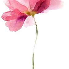 Акварель розовый цветок