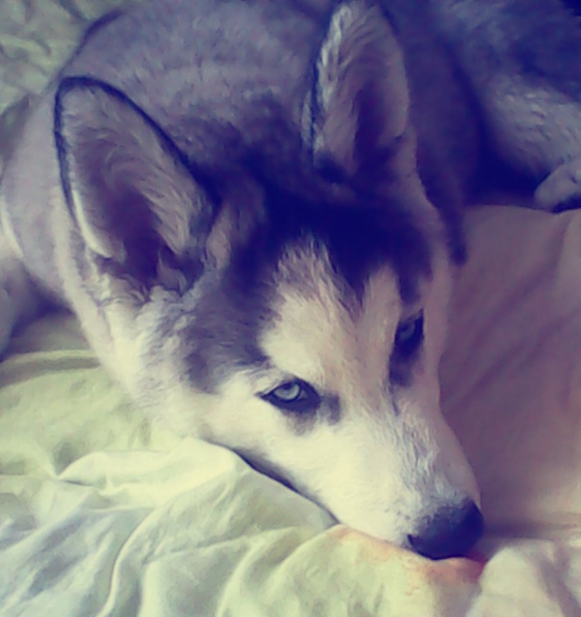 Cенечка - хаски, другсемьи, собака - оригинал