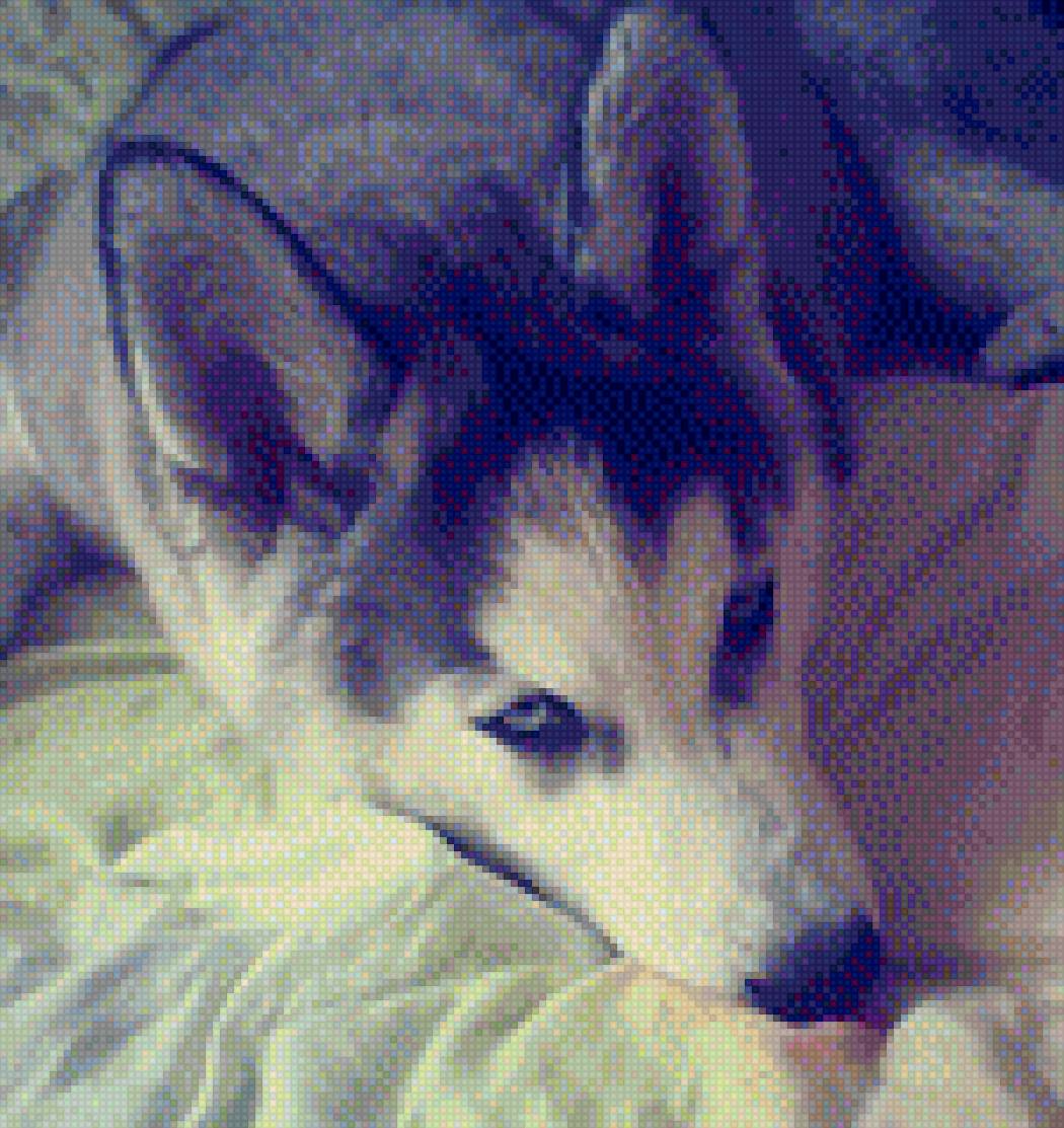 Cенечка - хаски, собака, другсемьи - предпросмотр