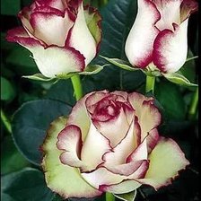 Схема вышивки «Роза»