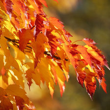 Схема вышивки «осенние листья»