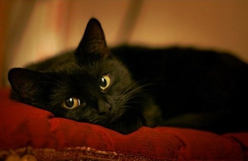 Чёрная кошка - животные, кошки, черные кошки, коты - оригинал