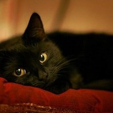 Схема вышивки «Чёрная кошка»