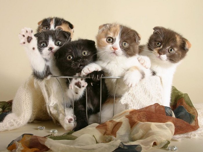 котята - котята, животные - оригинал