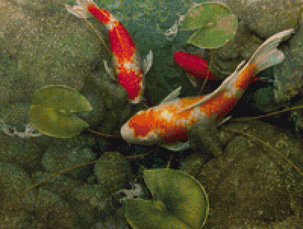 Карпы - карпы - предпросмотр