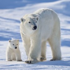 Схема вышивки «медведица с медвежонком»