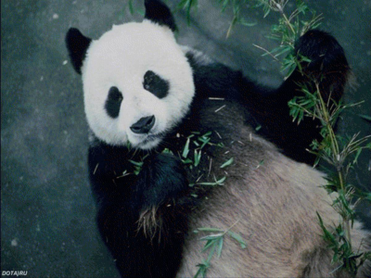 Панда - пейзаж, животные - предпросмотр