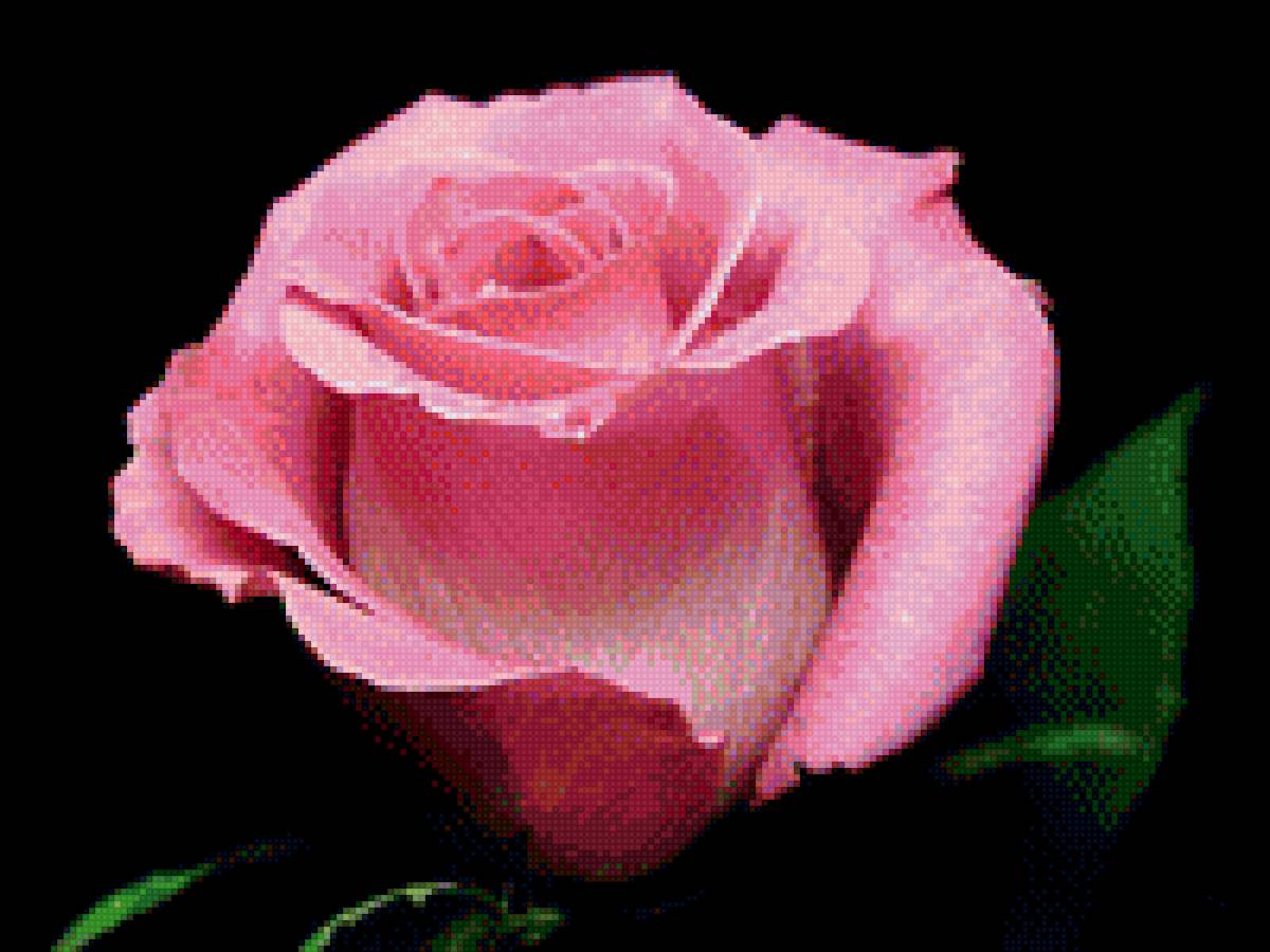 роза на черном фоне - королева цветов., роза, цветы - предпросмотр