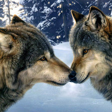 Влюблённые волки