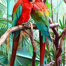 Схема вышивки «попугаи»