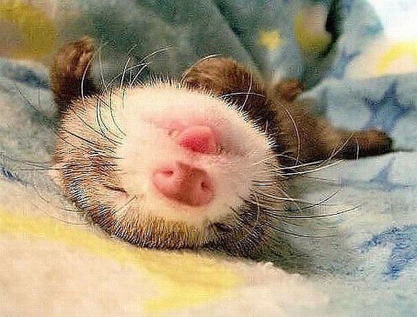 №1386743 - оригинал