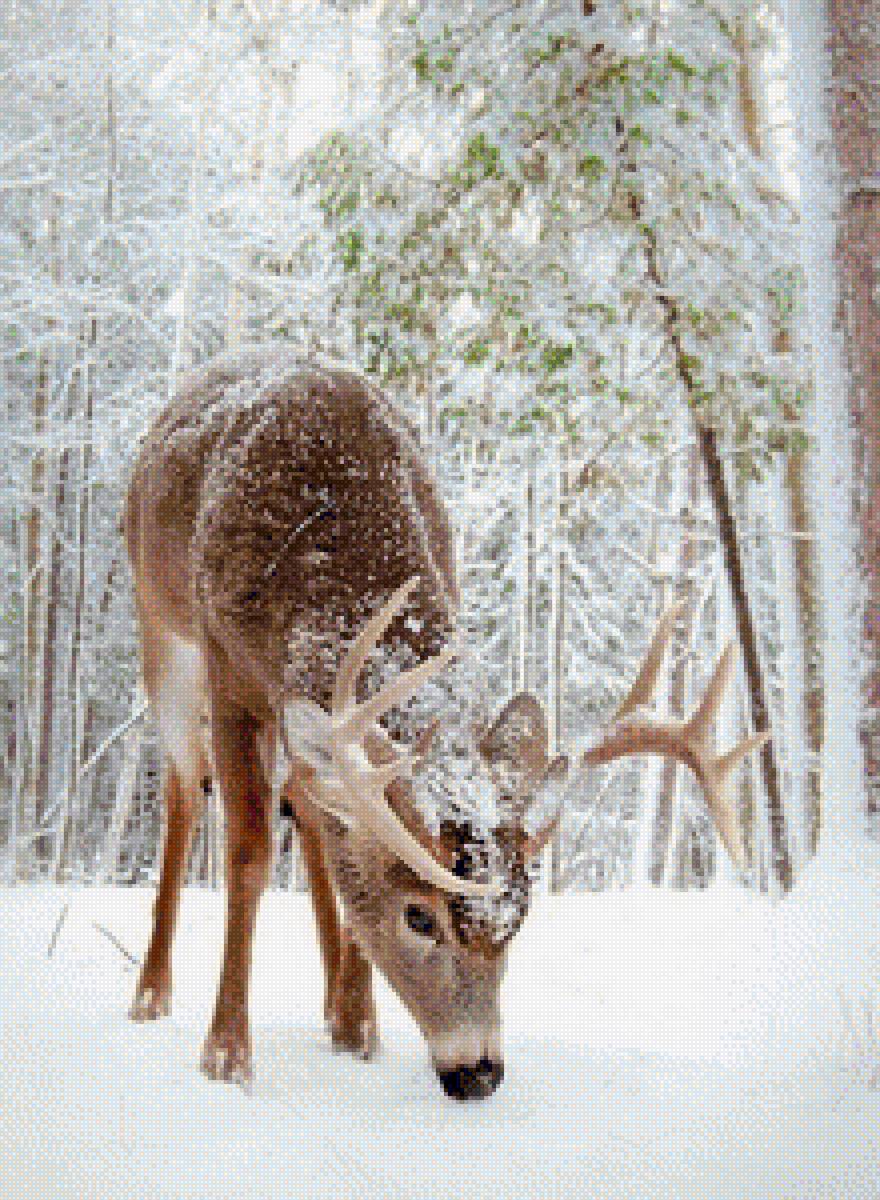 №1386763 - предпросмотр