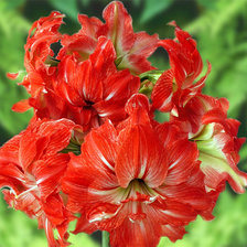 Схема вышивки «Цветок»