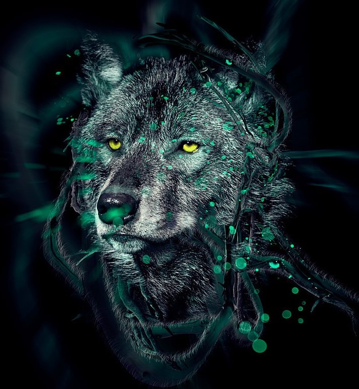 волк - волки, черный, животные, темный, волк - оригинал