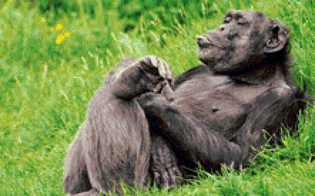 загораю - приматы - предпросмотр