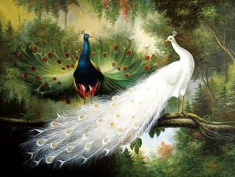 ПАРА ПАВЛИНОВ - пара, природа, павлины, птицы, животные - оригинал