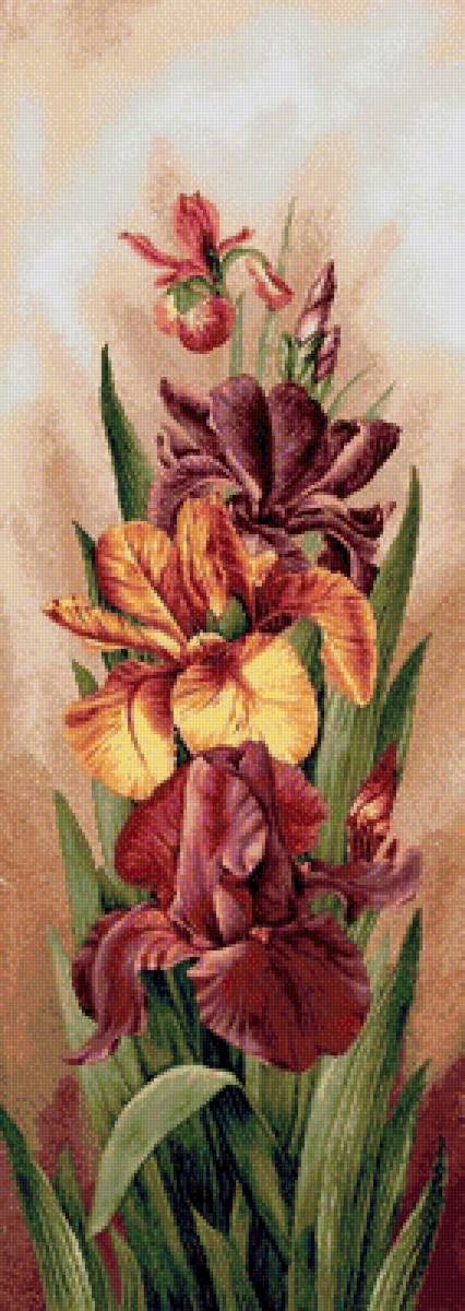 ирисы - цветы, ирисы - предпросмотр