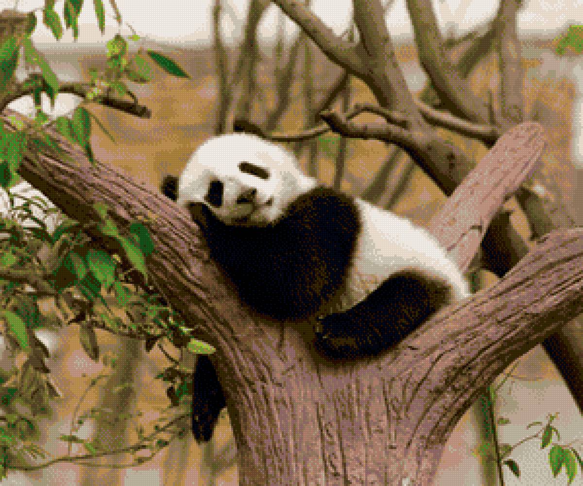 Панда - предпросмотр