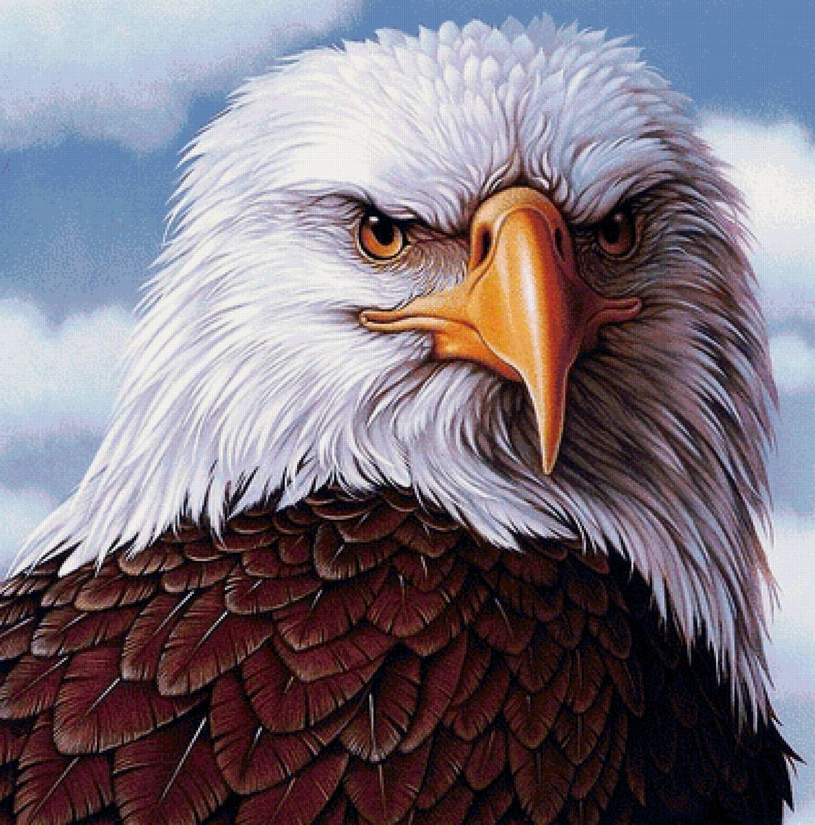 хозяин неба - хищники, птицы, орел - предпросмотр