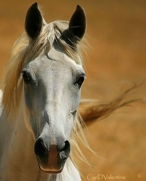 №1388925 - оригинал