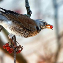 Схема вышивки «№1389876»
