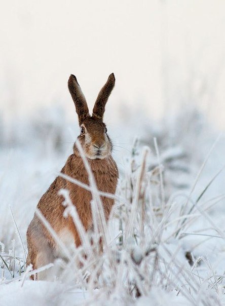 №1389891 - оригинал