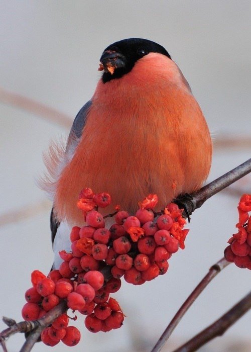 №1389892 - оригинал