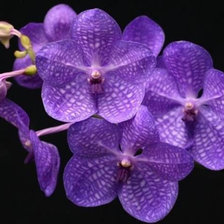 Схема вышивки «орхідея2»