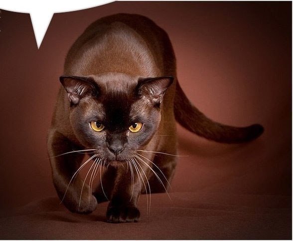 Кошка - животные - оригинал