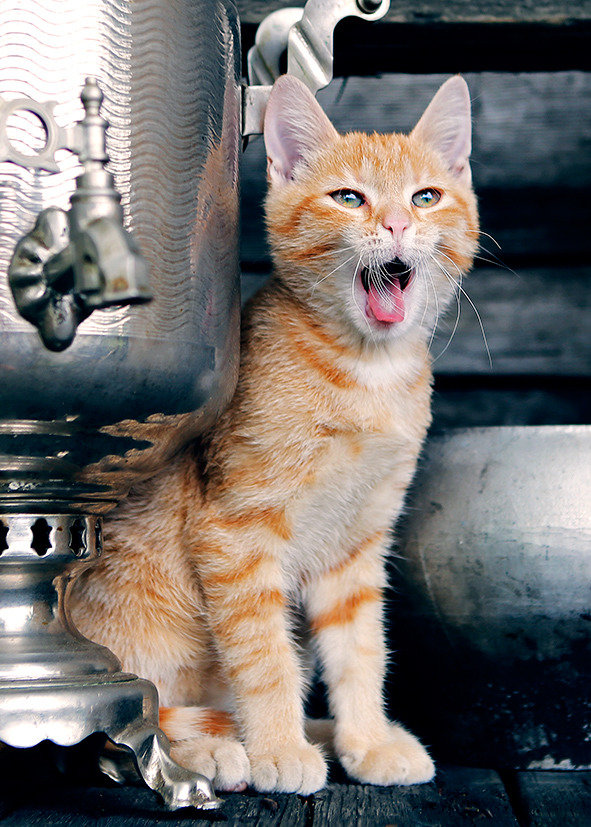 котик - кошки, животные - оригинал